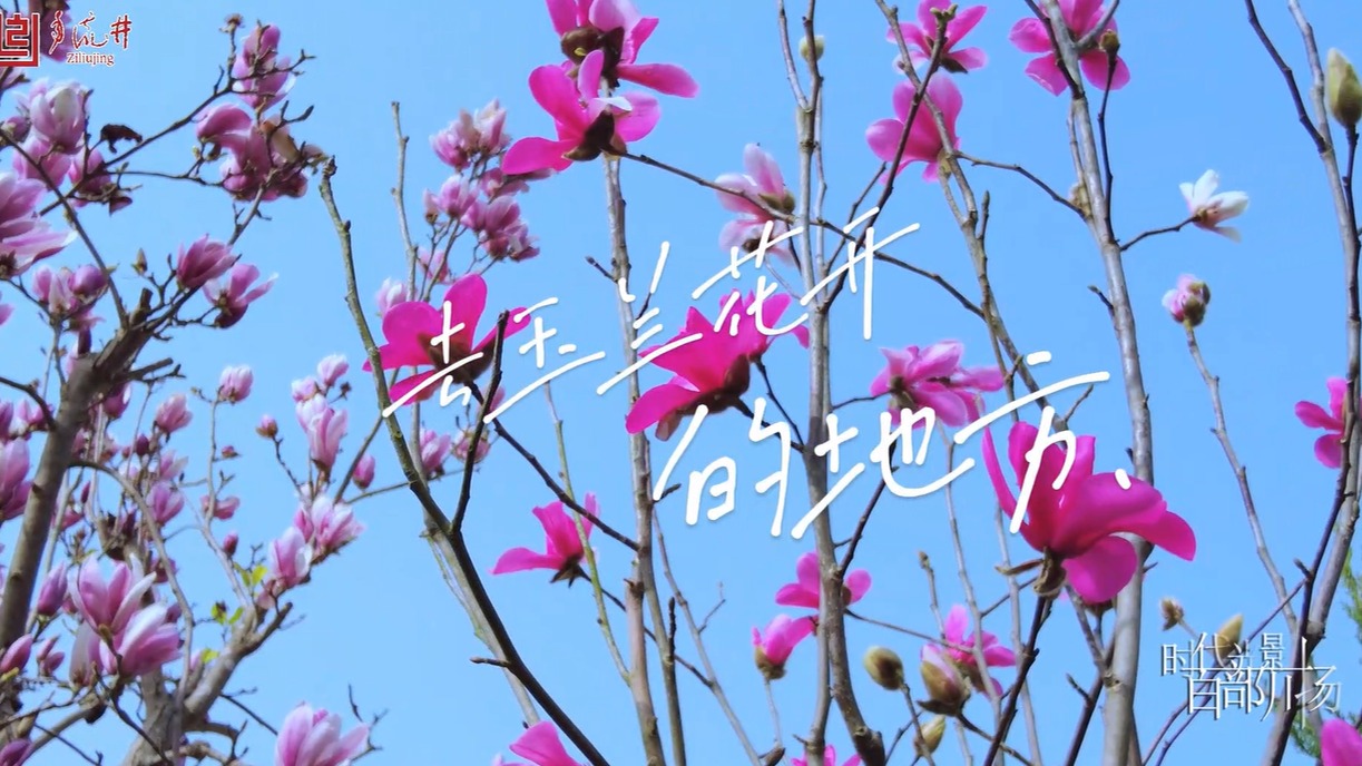 去玉兰花开的地方