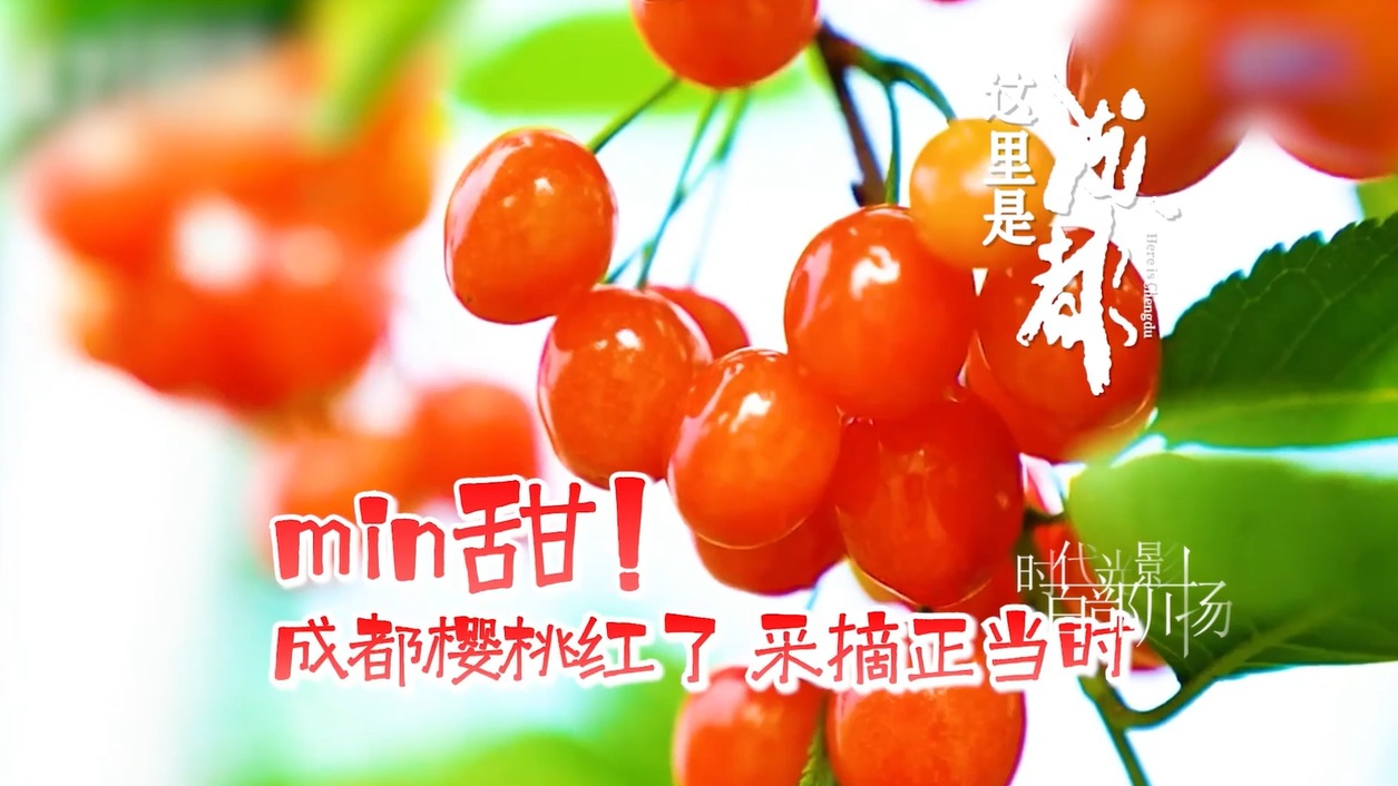min甜！ 成都樱桃红了 采摘正当时