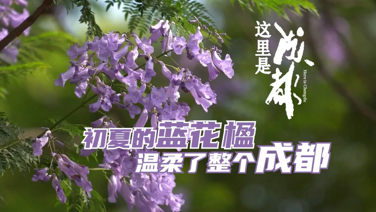 初夏的蓝花楹 温柔了整个成都
