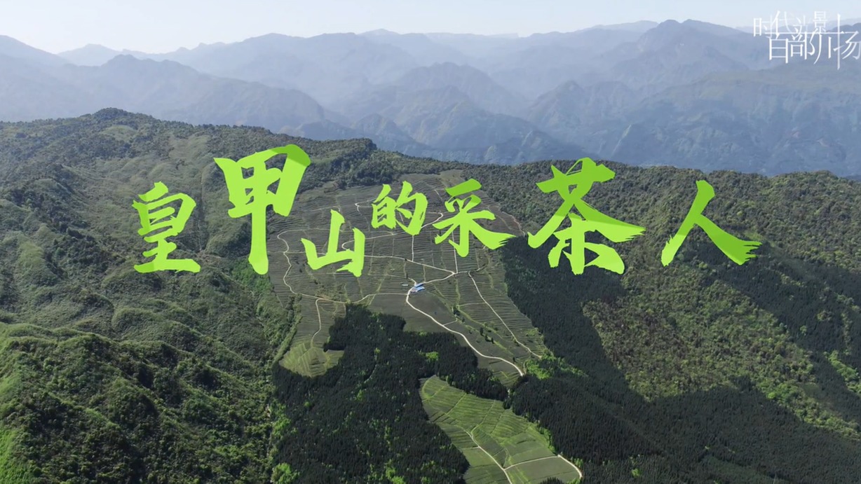 皇甲山的采茶人
