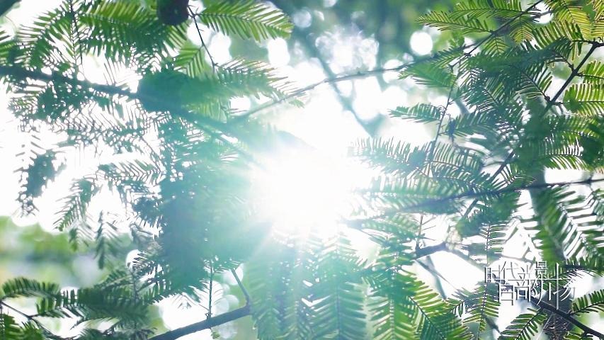 守护——森林防火 人人有责