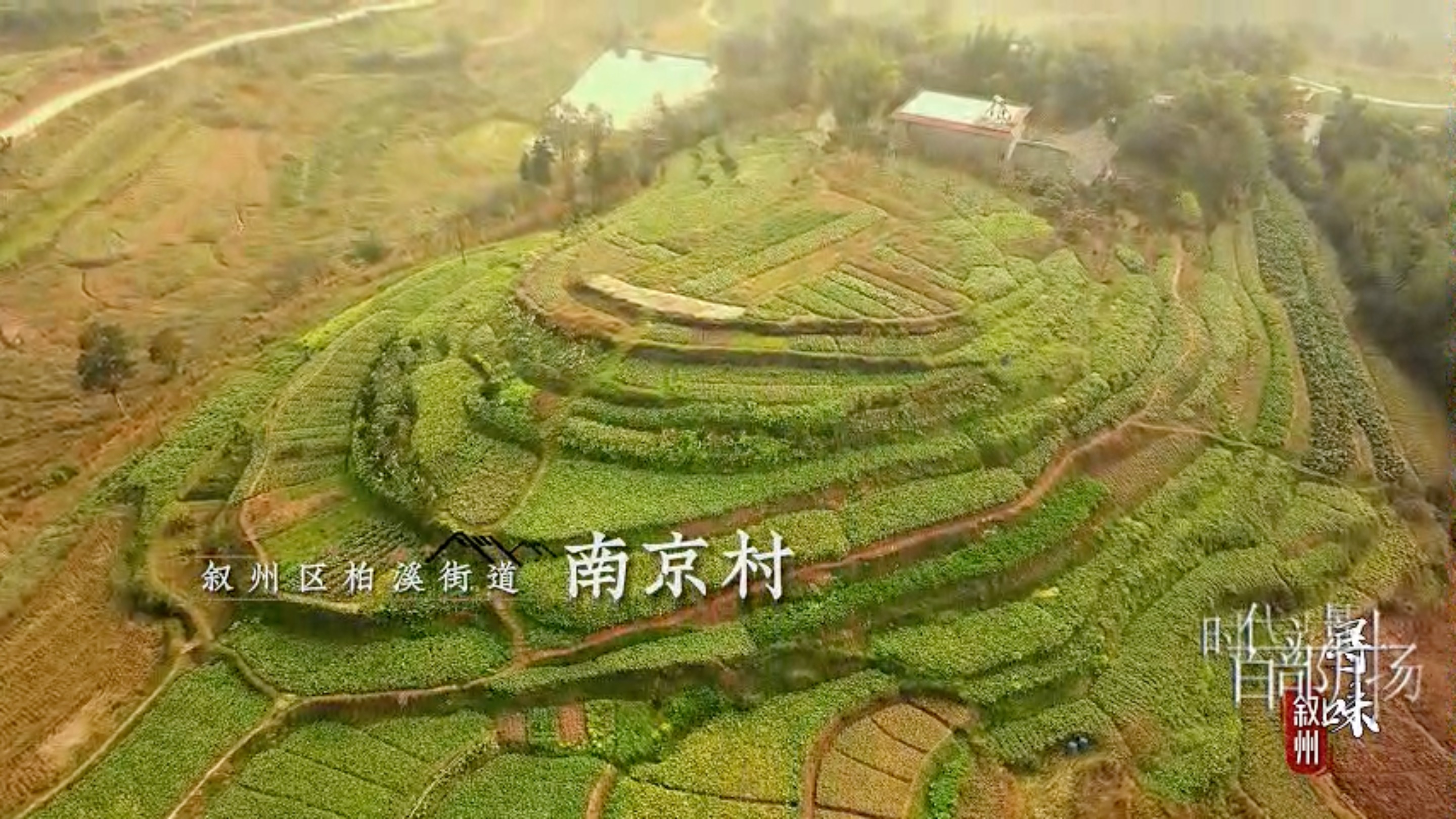 寻味.叙州大头菜