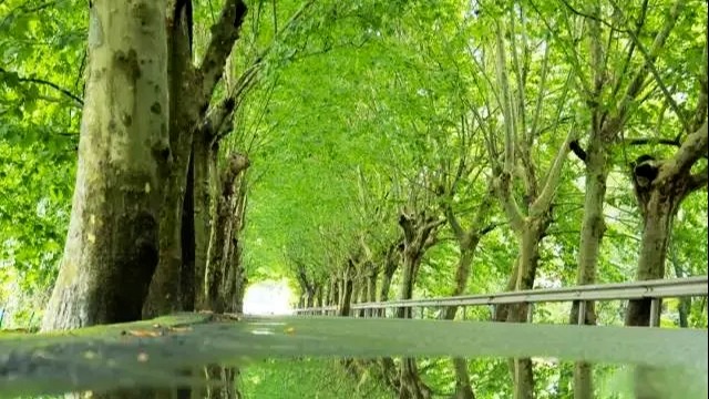 温江人夏季的执念，这条穿越儿时的“清风走廊”→