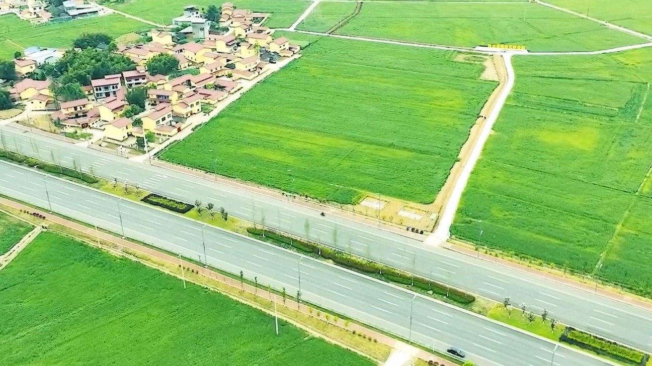 风吹麦浪，“童话里的麦田藏不住了”