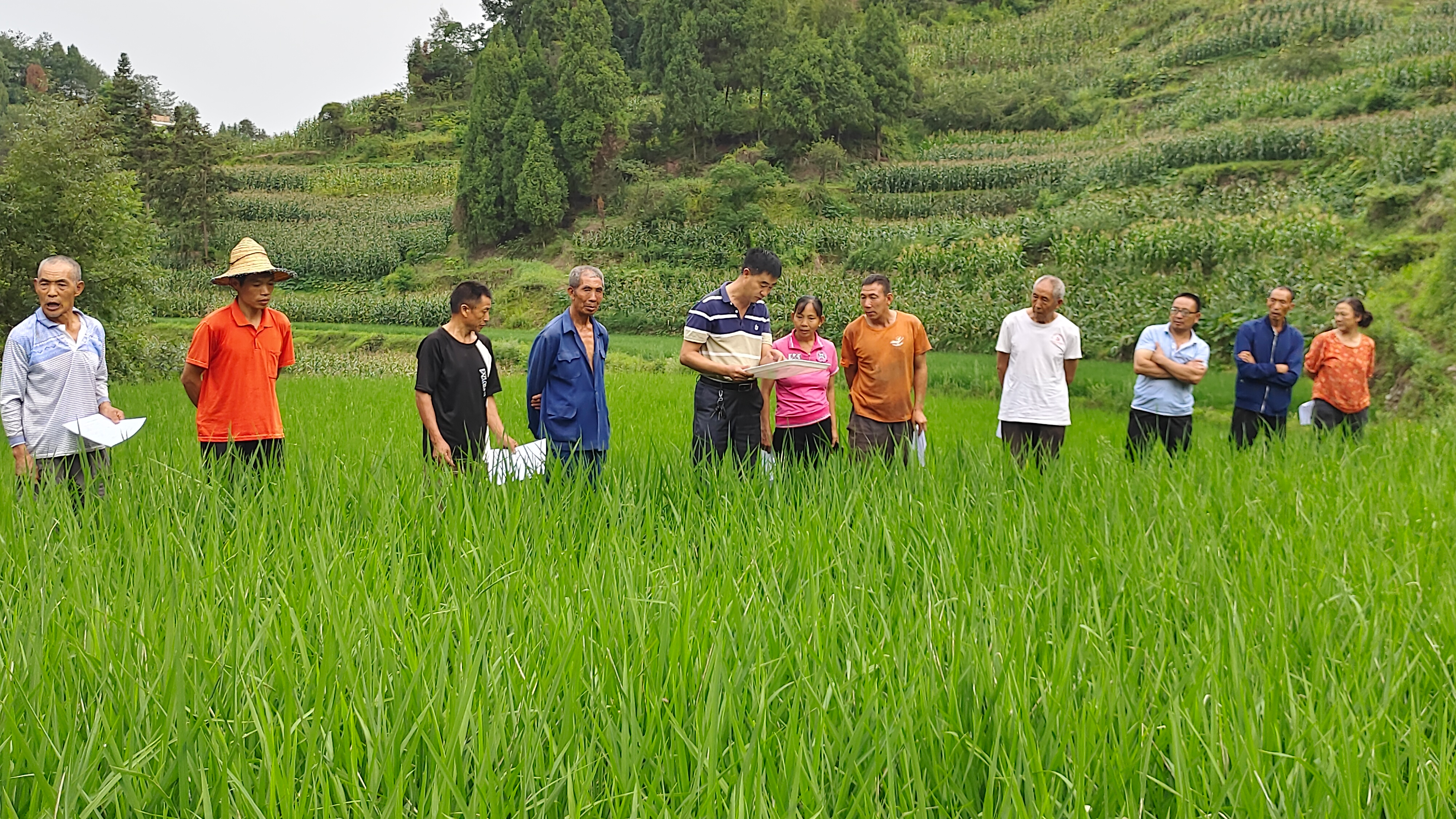泸州古蔺：“千斤鱼”跃“万斤粮” 百亩地铺就生态致富新“稻”路