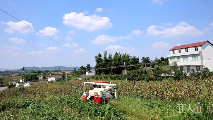 宜宾市南溪区：红穗压枝映丰收 绿野欢歌奔新途