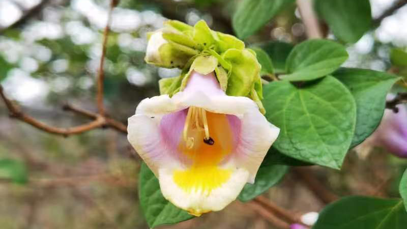 四川重点保护野生动植物名单更新，为何调整？有何变化？