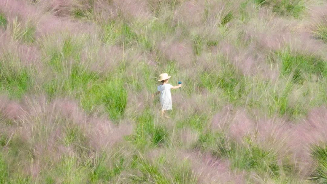 打卡那片“粉色的海”！温江秋日限定景色，陆续上线→