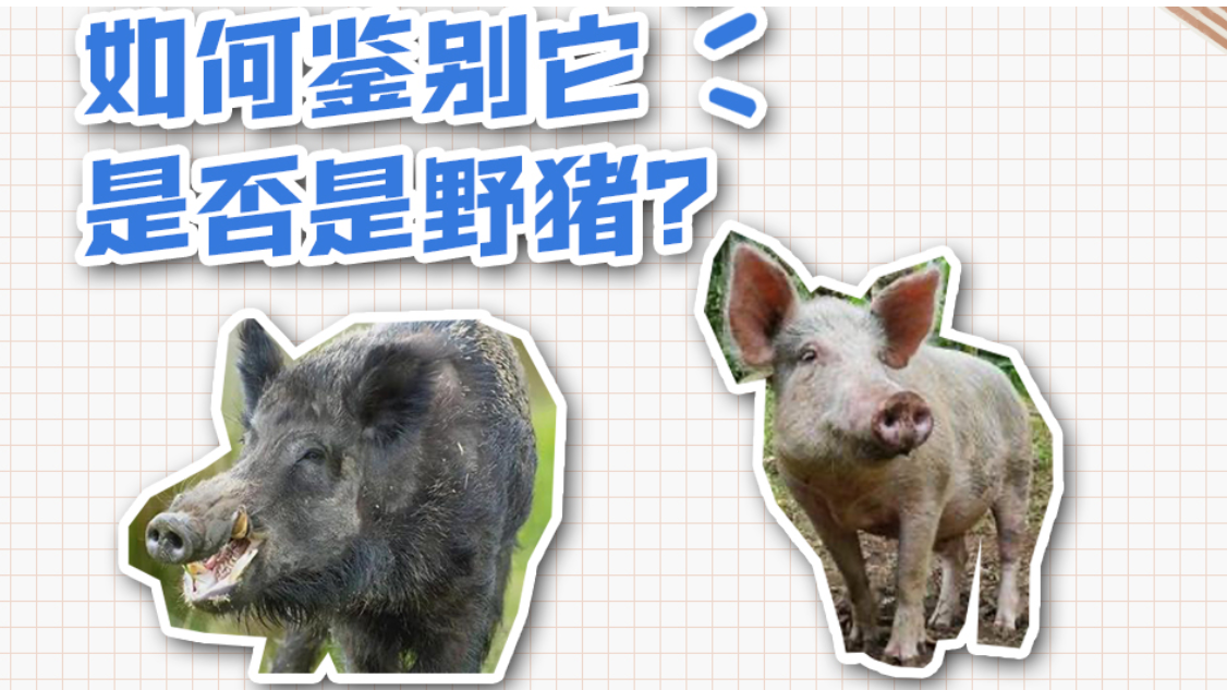 五问五答：频频“肇事”上热搜，野猪“撒野”怎么办？