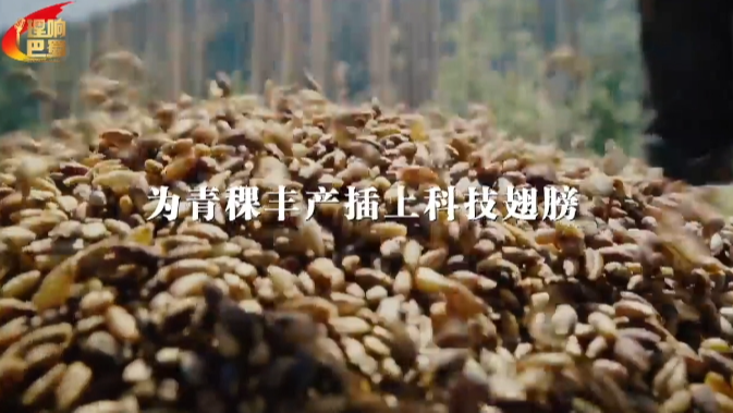 理响巴蜀丨为青稞丰产插上科技翅膀