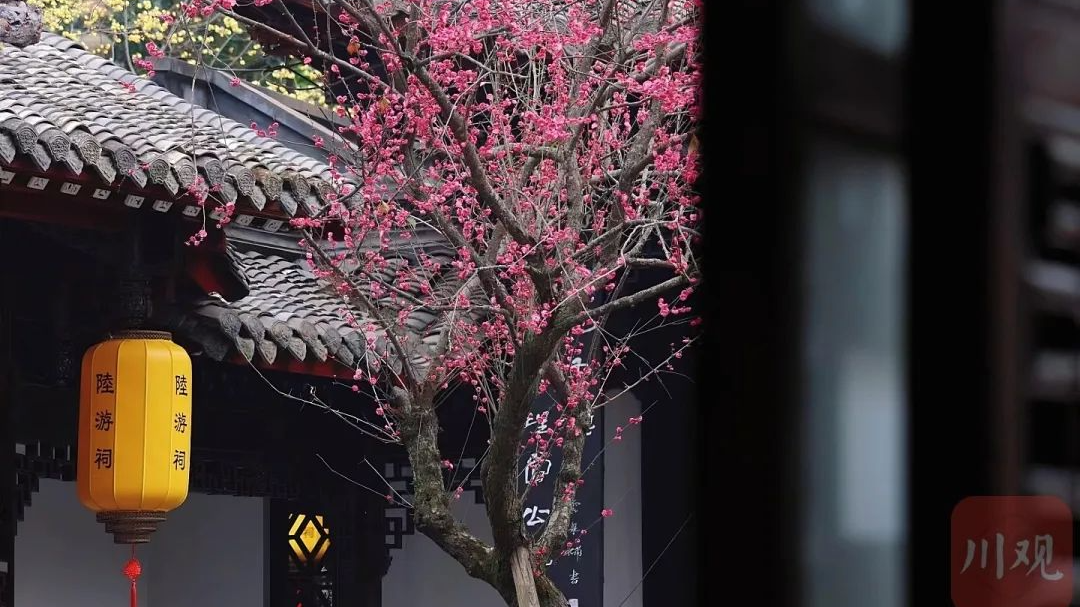 跟着名人游四川 | 和陆游一起蜀中寻梅