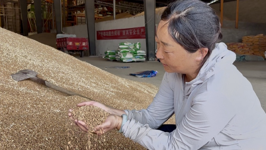 央媒看四川丨688.9 VS 665：专家与“大户”的亩产对决！