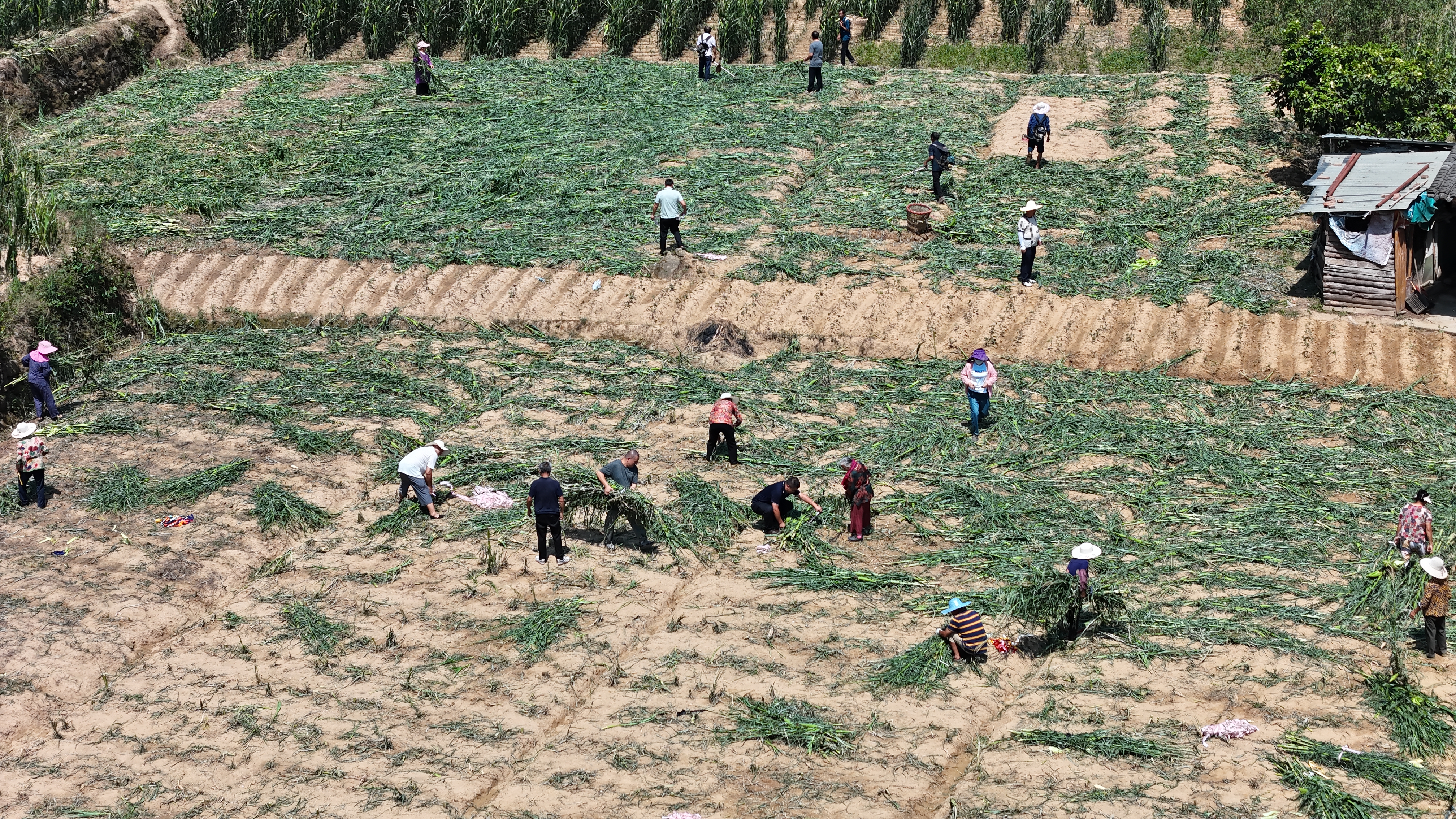 巴中：冰雹砸坏700亩庄稼？从“绝收”到“补救”，他们这样做……