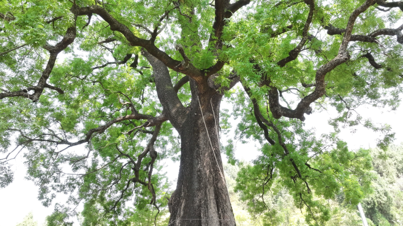 “希望世世代代都能在这棵树下乘凉”