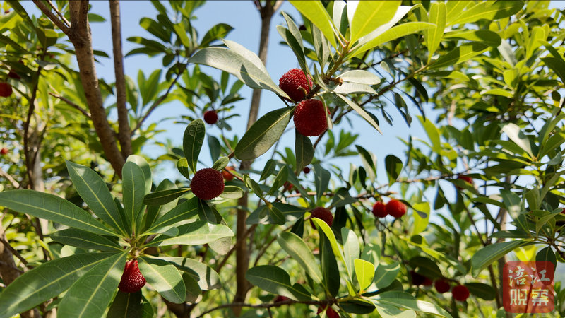 绵阳北川：山海协作结“梅”果 浙江技术让杨梅变“致富密码”