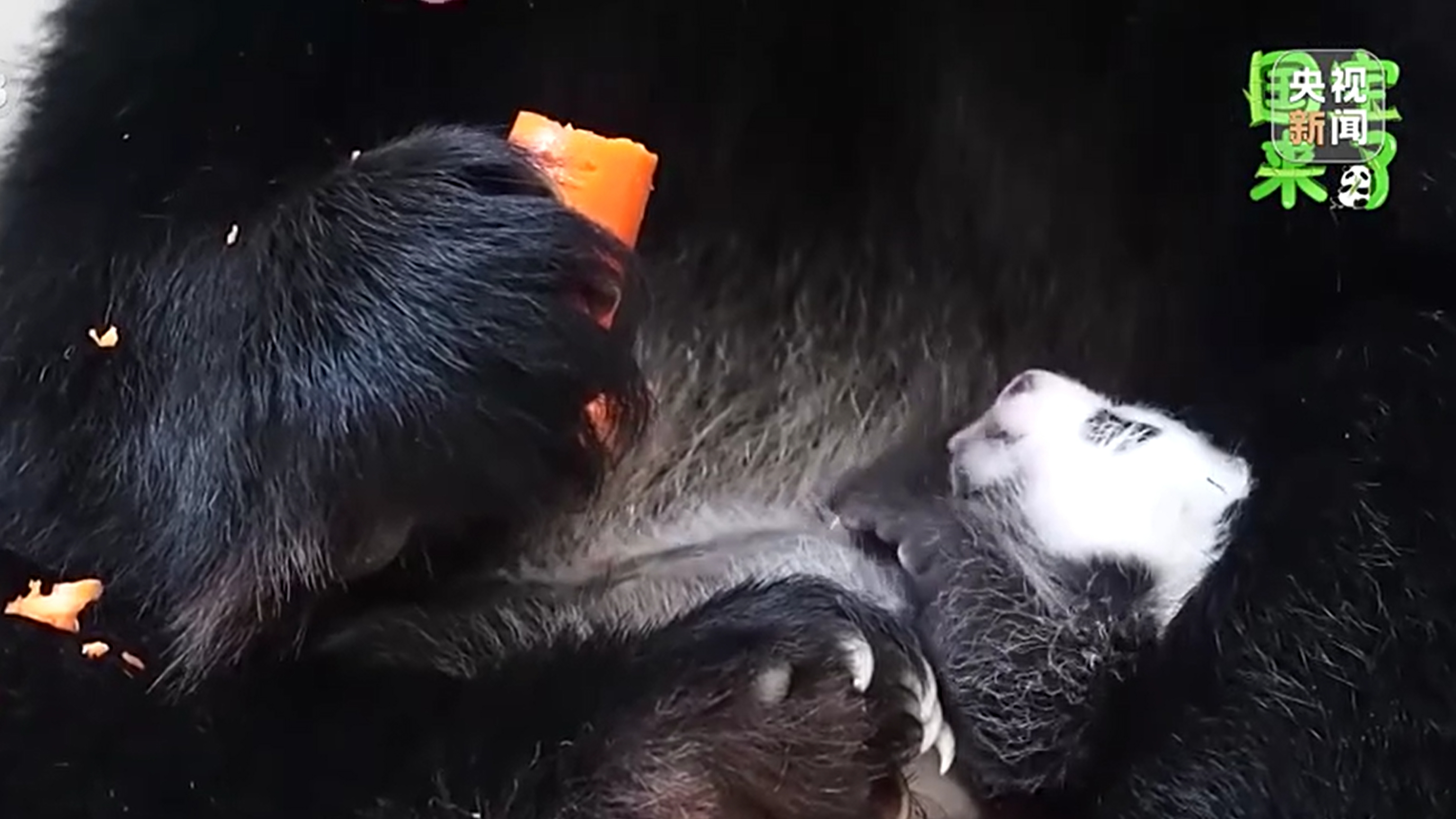 央媒看四川丨国宝来了 大熊猫繁育季·四川：大熊猫怀孕很难测，孕期也没准儿