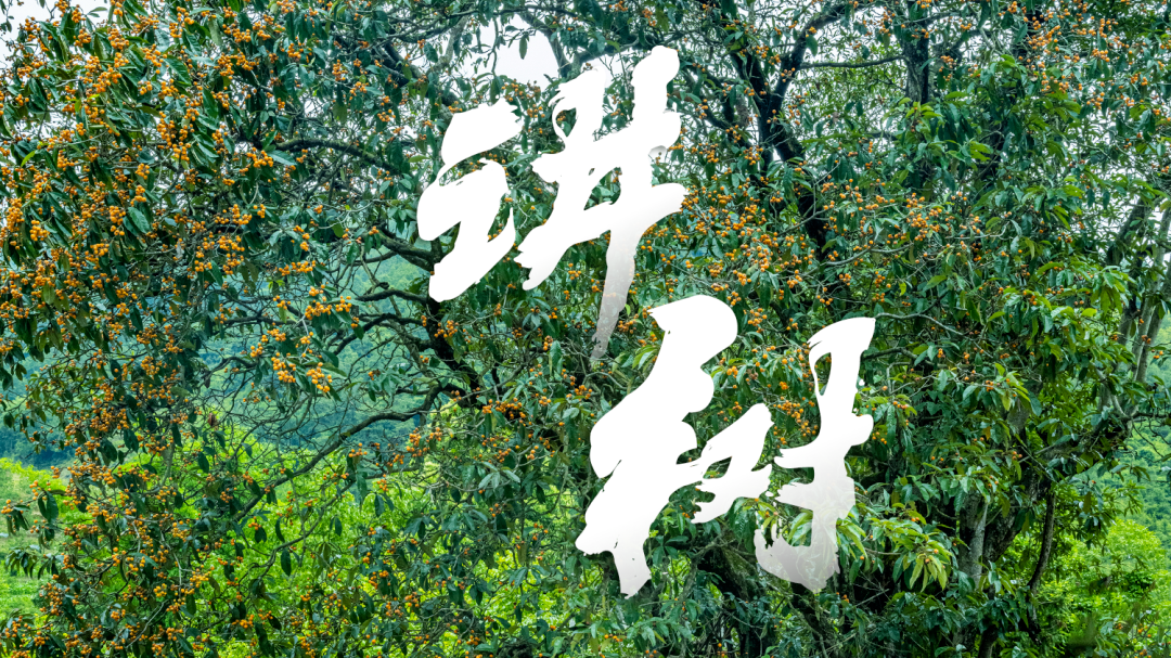 800岁，正是“怒放”的年纪