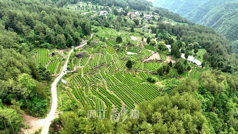 内江倾力帮扶巴中通江：携手同战“欠发达”，共绘振兴新篇章