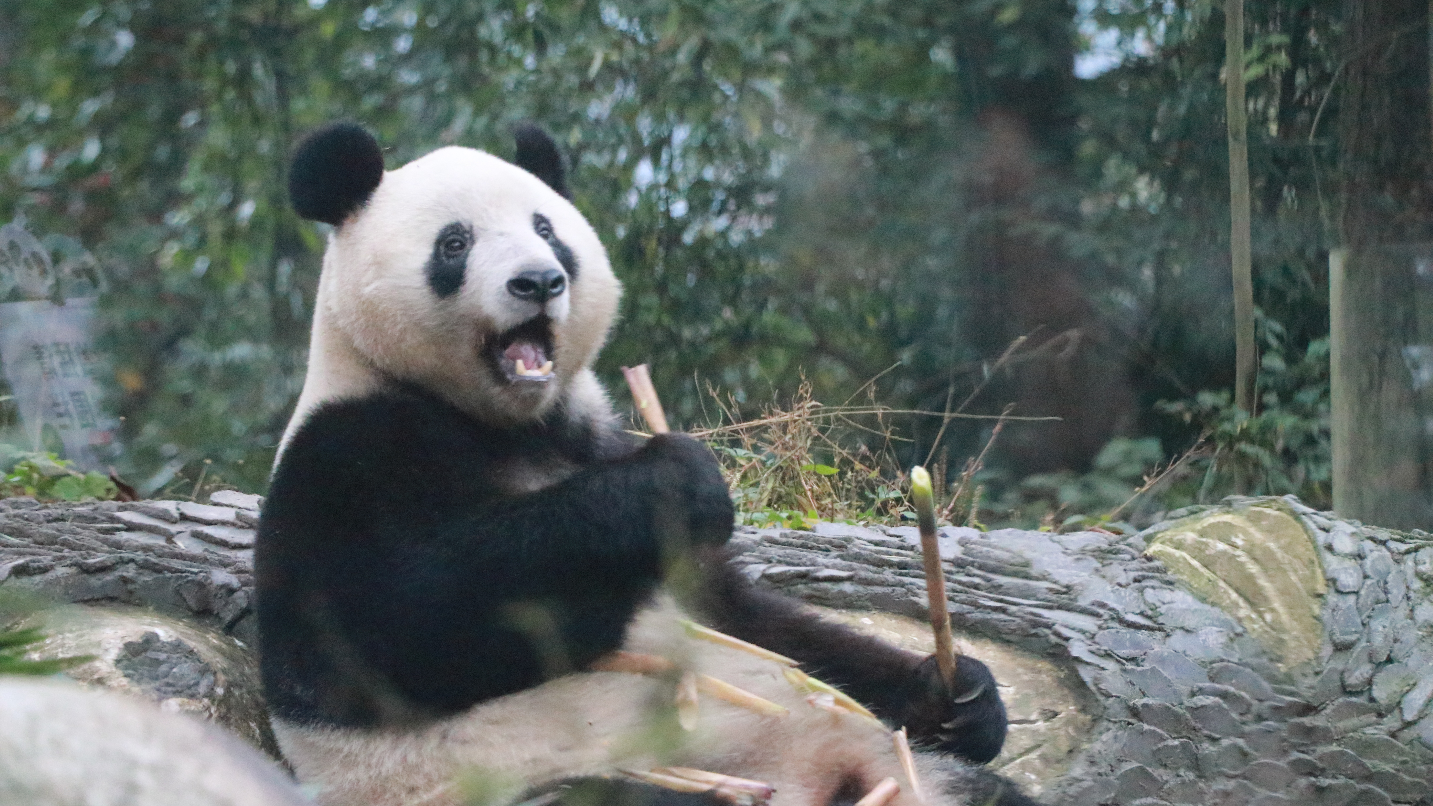 从东京上野到雅安碧峰峡：一场跨越国界的“追星”