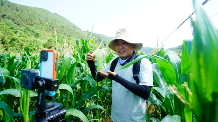 玉米地里的“618”专场——遂宁射洪武东村夏日见闻