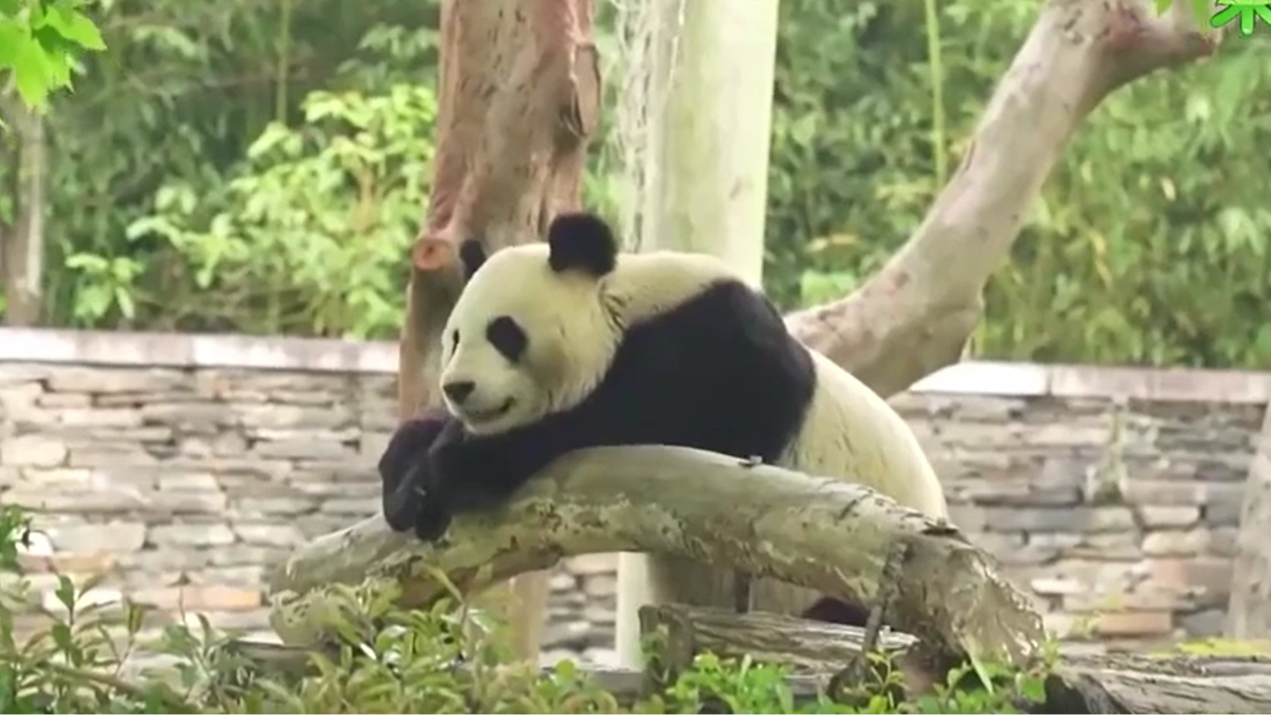 央媒看四川丨国宝来了 大熊猫繁育季·科普小课堂：大熊猫的秘密