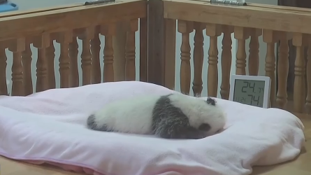 国宝来了！这只新出生的熊猫崽崽也太可爱了吧❤️❤️❤️