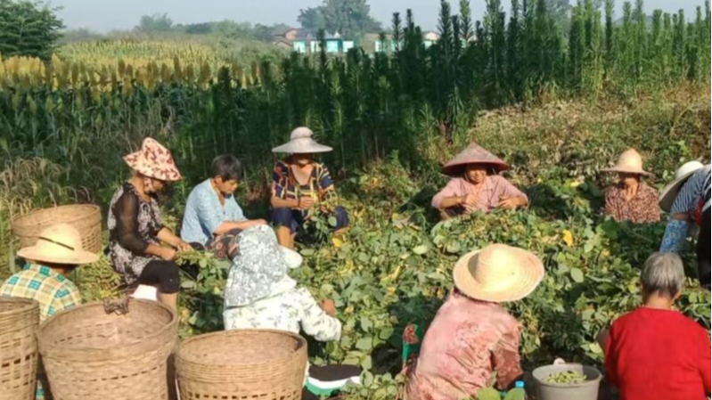 央媒看四川丨自贡富顺：豆花香里话振兴
