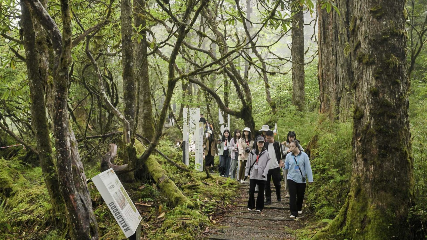 长征路上看四川丨红色热土“绿意萌动”