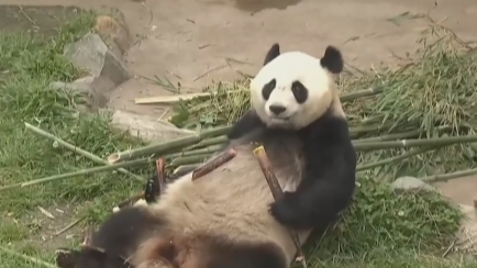 央媒看四川丨国宝来了 大熊猫繁育季：大熊猫“展望”完成配种 进入“待孕”观察期