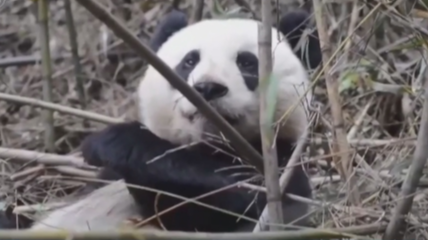 央媒看四川丨国宝来了 大熊猫繁育季：野化大熊猫闯天下 勇敢觅新家