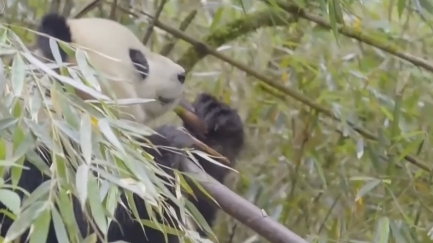 央媒看四川丨国宝来了 大熊猫繁育季：妈妈带崽学本领 上好野化第二课