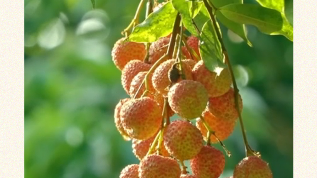 游“荔”四川，贵妃同款！这颗“巴蜀甜心”才是千年顶流