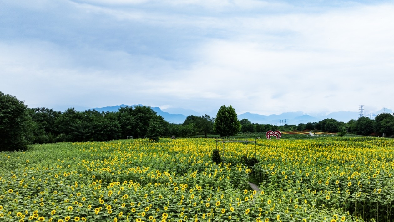 微周刊｜成都区（市）县党政“一把手”本周在忙啥？