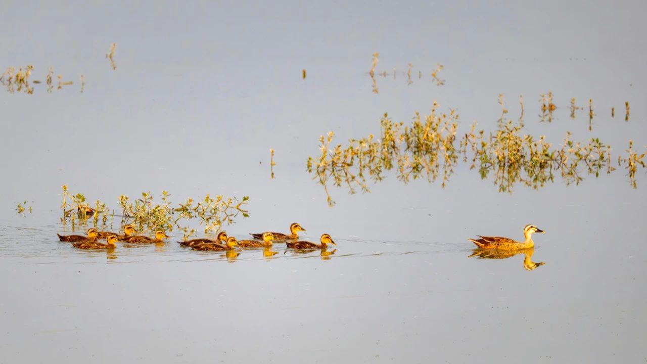德阳旌湖进入“迎新季”，快来看候鸟如何“带崽”→