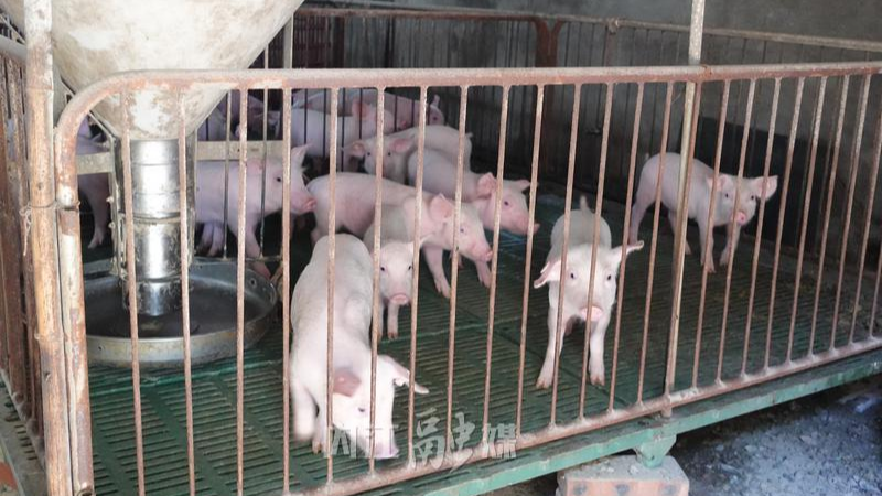 内江威远新店镇生猪“循环链”：从猪栏到餐桌的务实之路