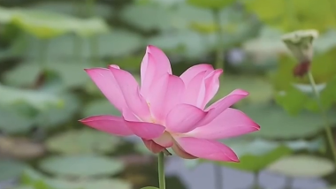 央媒看四川丨遂宁：夏日荷花齐绽放 生态环境焕新颜