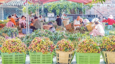 “荔”尽千帆终成蜜：合江荔枝从采摘到销售的产业链观察