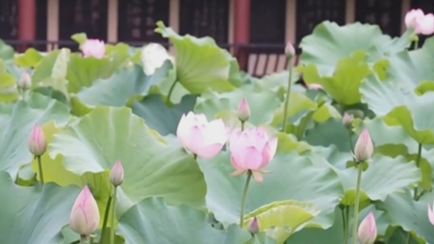 央媒看四川丨绵阳：一池荷开 满园盛夏