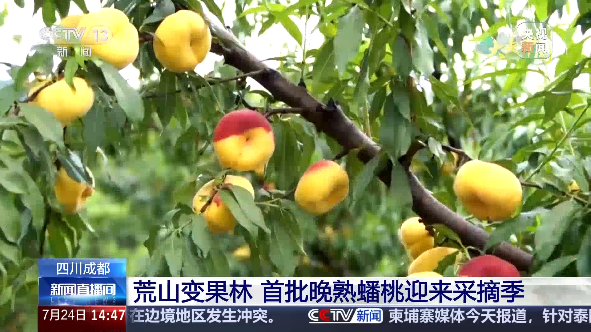 成都：荒山变果林 首批晚熟蟠桃迎来采摘季