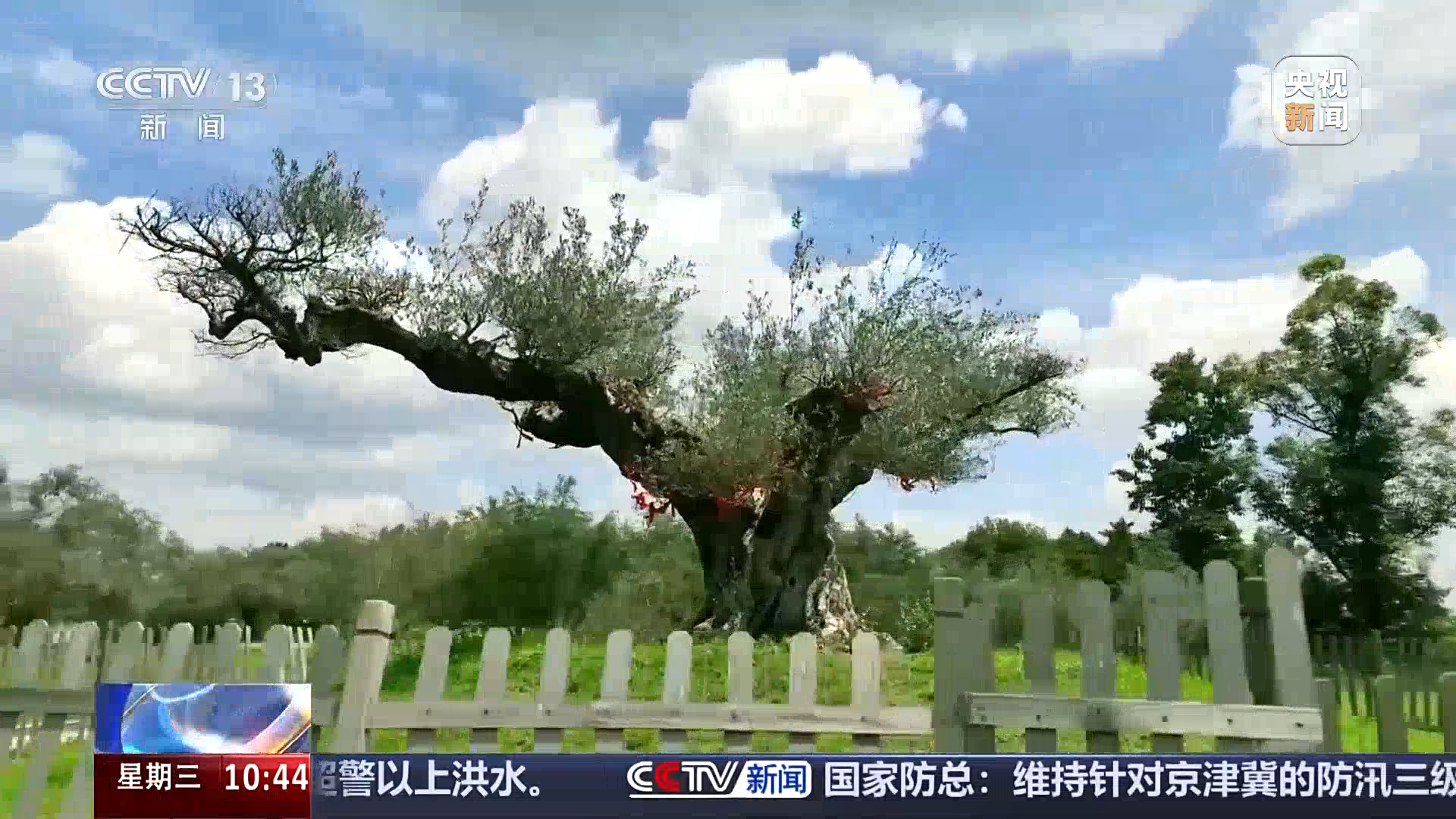 央媒看四川丨成都：油橄榄正值挂果期 荒山变金山