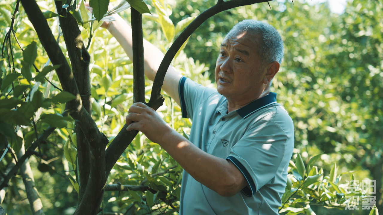 “老杨”的28年农技笔记——“橙”就27万亩雁江蜜柑出川闯世界