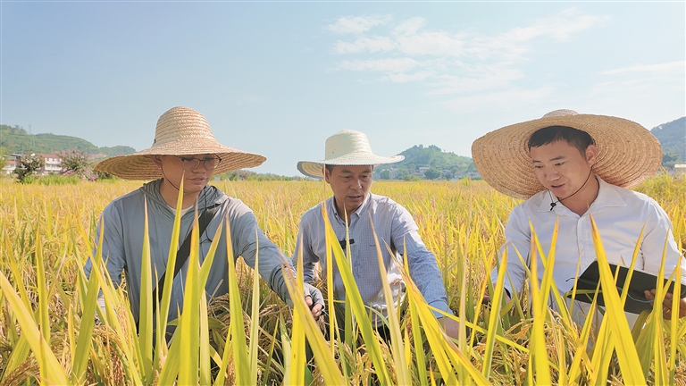 良种+良机+良仓 宜宾稻浪里的“芯”力量