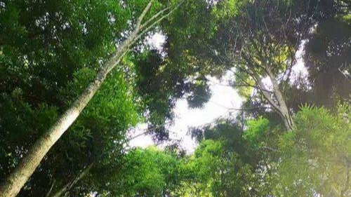 巴中：135株野生桢楠的抢救式迁徙与新生