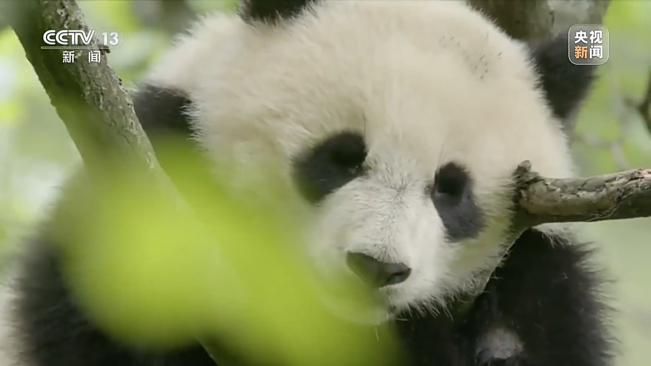 大熊猫小课堂开课啦 幼崽放归野外有三门“必修课”