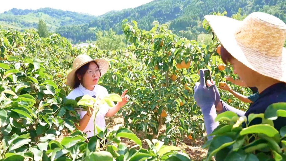 达州达川：梨满枝头鼓钱袋 江阳黄花梨“串”起产业增收链