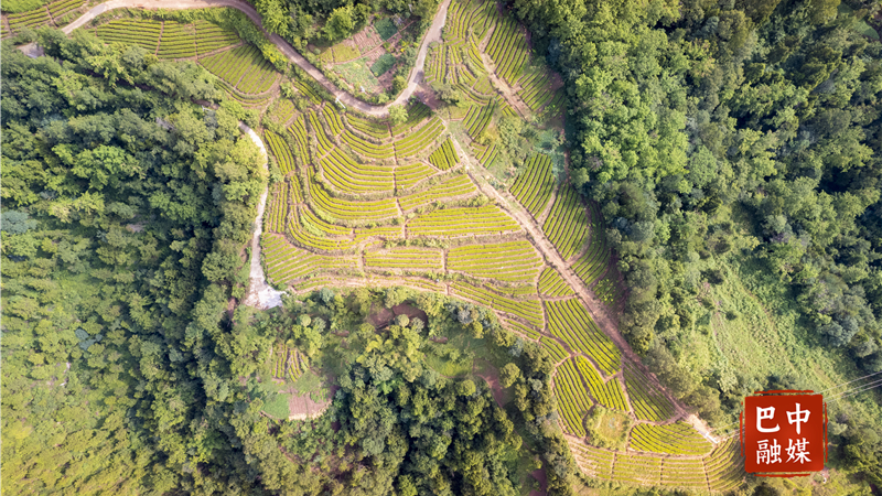巴中：一叶跨山海 植绿又生金