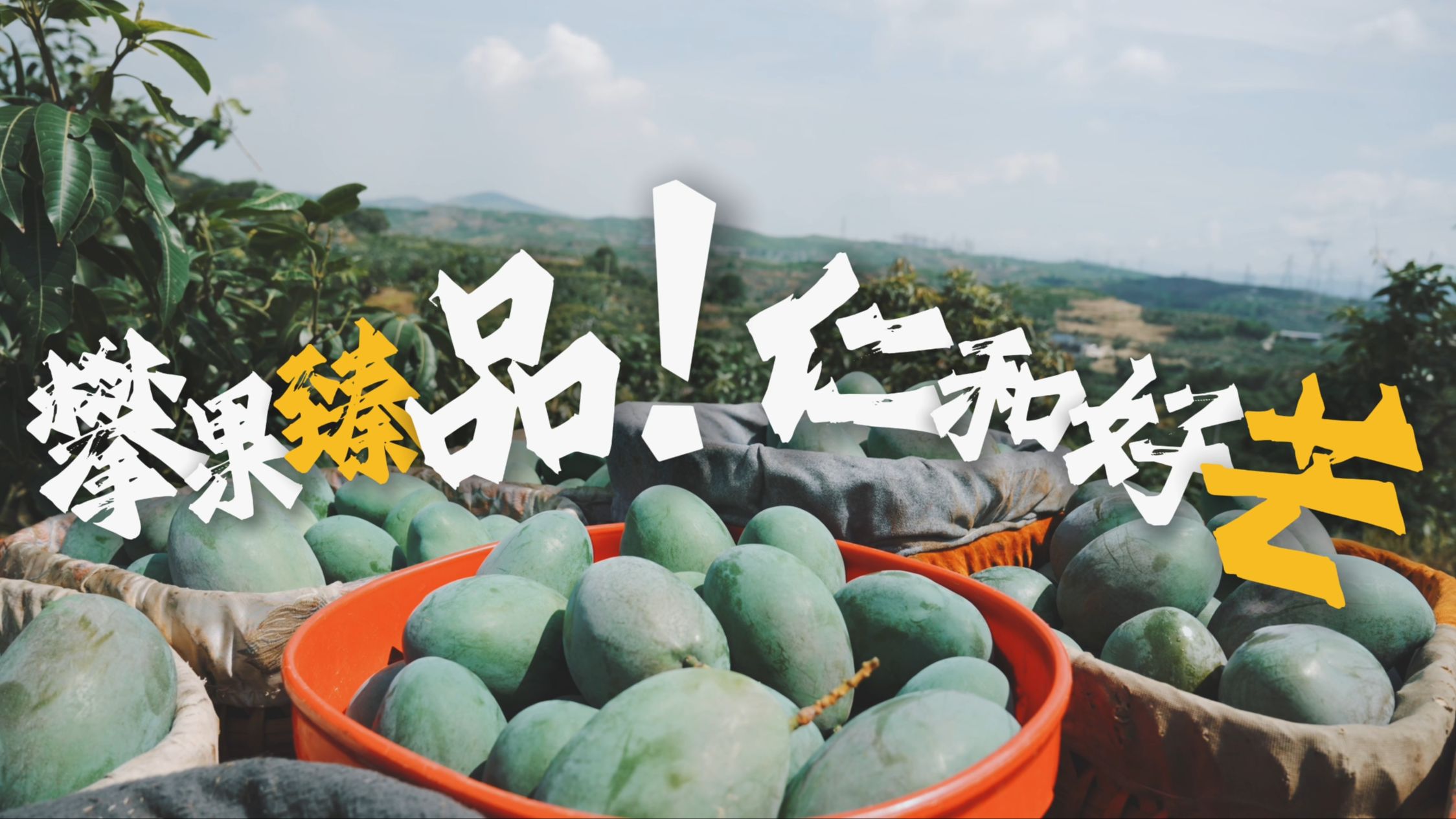 微视频丨攀枝花芒果故事