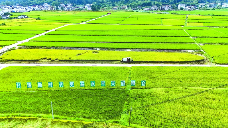 南充蓬安：从零散“巴掌田”到高产示范片 激活丘区现代农业发展新动能