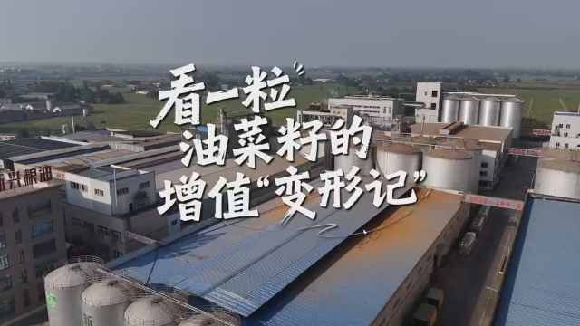 一粒油菜籽的增值“变形记”｜田里的夏