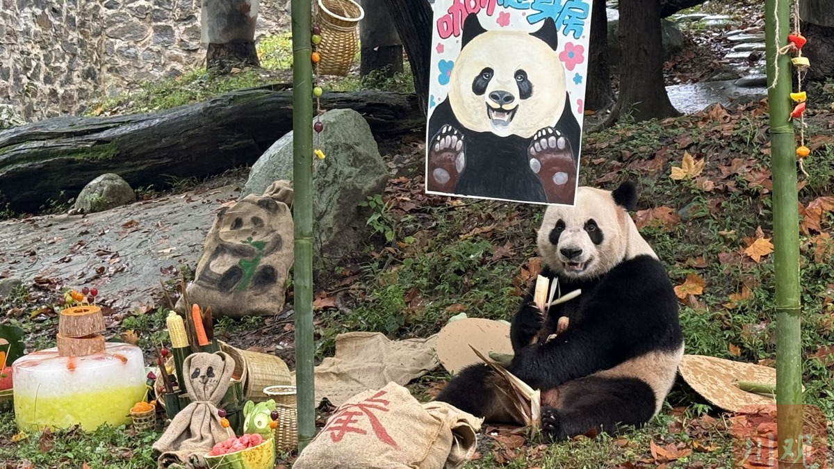 前方高萌！大熊猫集体生日派对来了